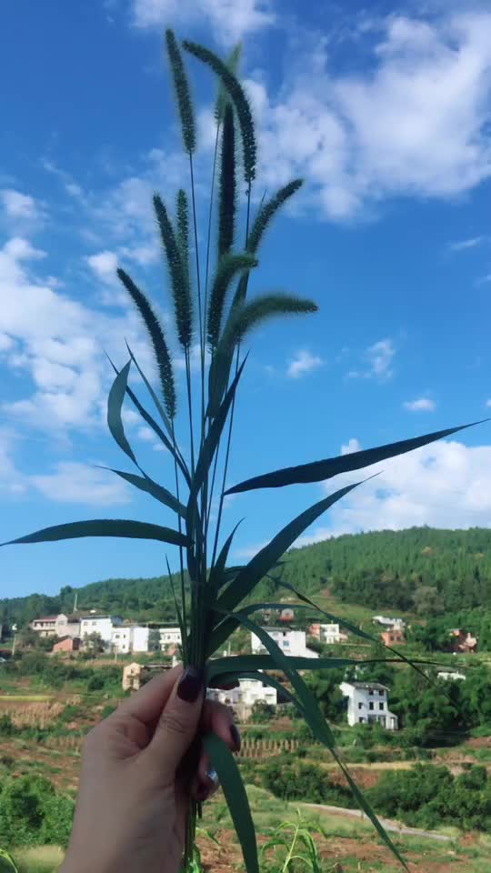 雨后老家的天空哪怕扯一把狗尾巴草也是一道亮丽滴风景