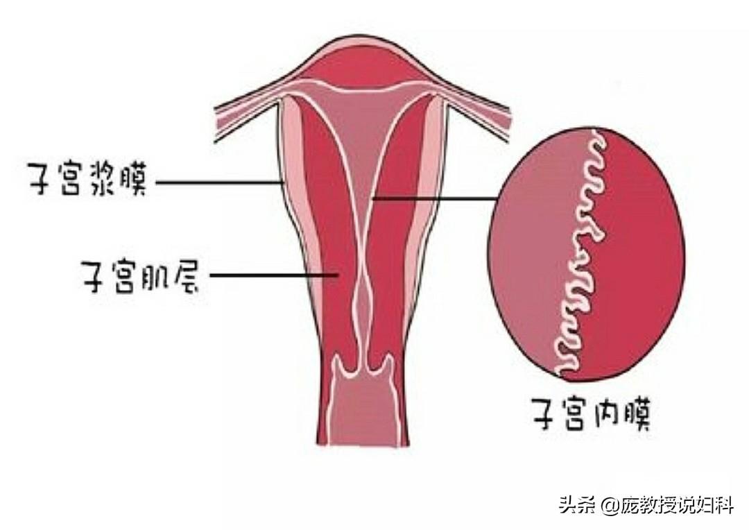 有多少人认为子宫内膜它是固定厚度不变的