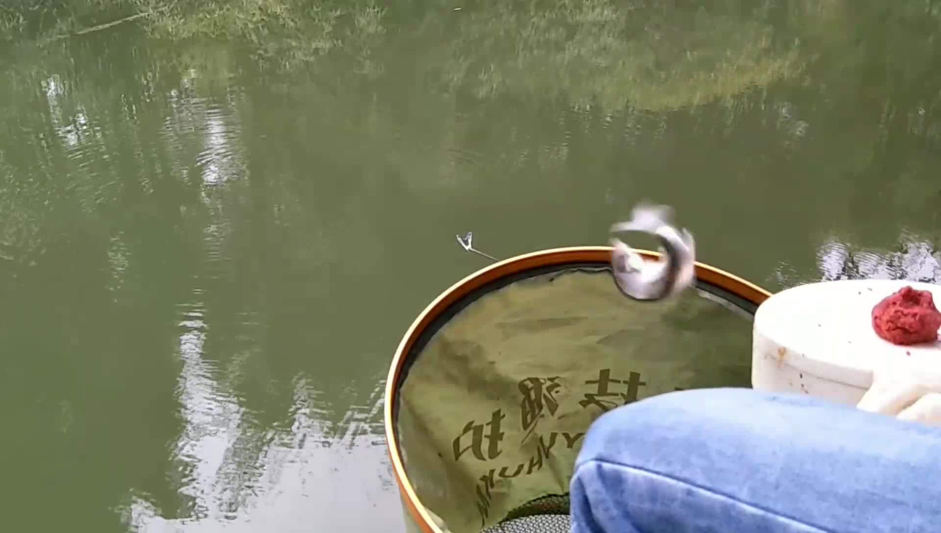 钓鱼飞飞