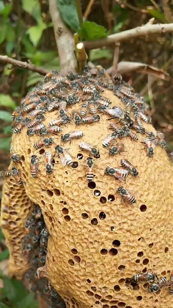 小排蜂蜂窝