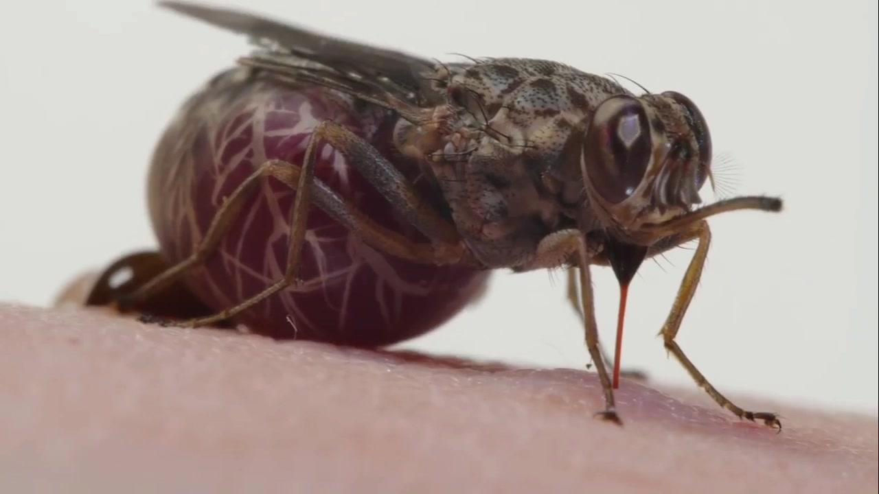 牛蝇是如何生下和自己一样大的幼虫的#大自然