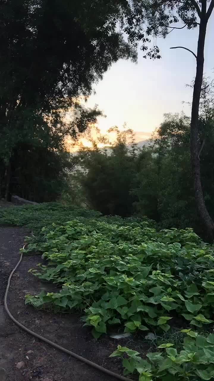 农村的早晨,喜欢吗?