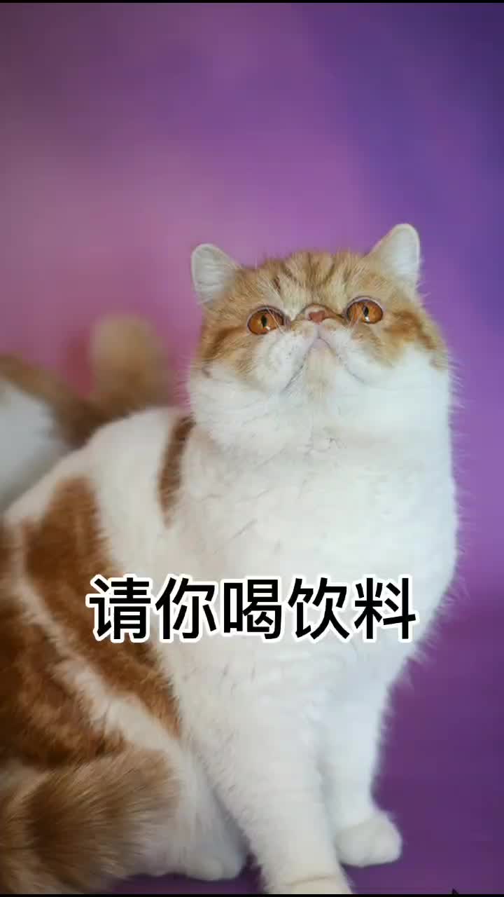 戏精猫咪 @抖音短视频