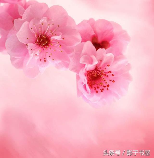 ȥʫ