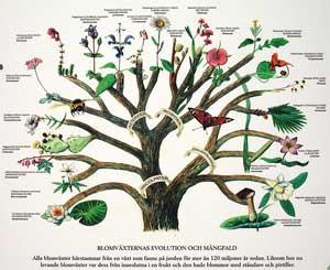 生物系统发育树的图形化显示软件