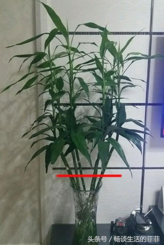 富贵竹名言 名言名句大全 经典语录大全 名人读书名言 励志经典语录