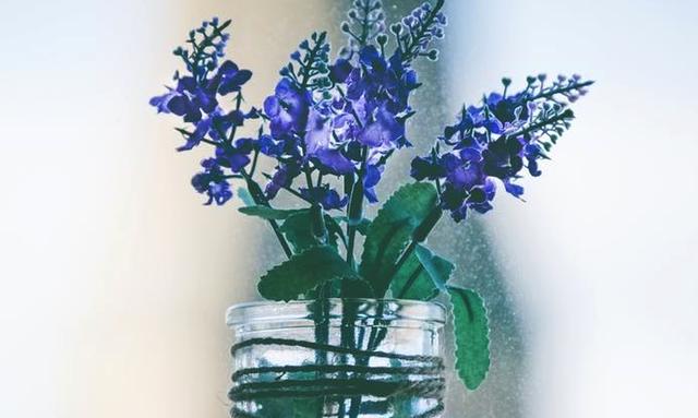 网络语锦鲤是什么意思