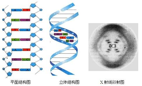 基因结构软件