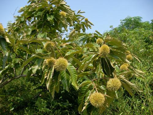 板栗树能做家具么