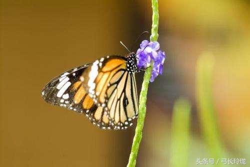 蝴蝶与美 相关诗词