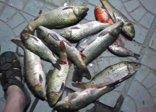 鱼饵配方秘诀是什么说说