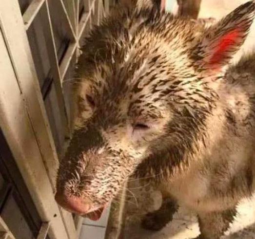 3d3s正版的软件狗丢掉了怎么办