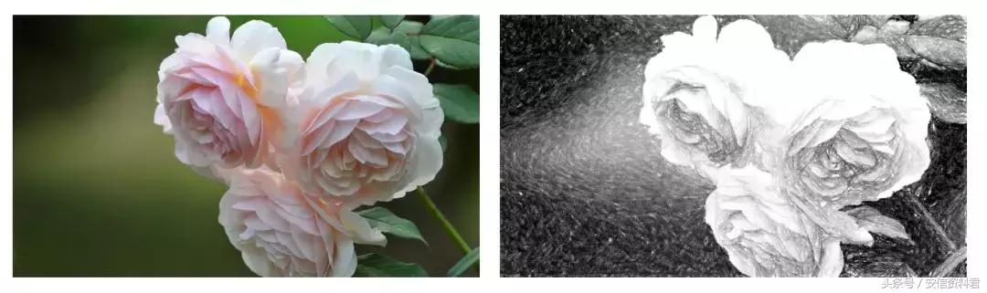 word图片样式 旋转白色