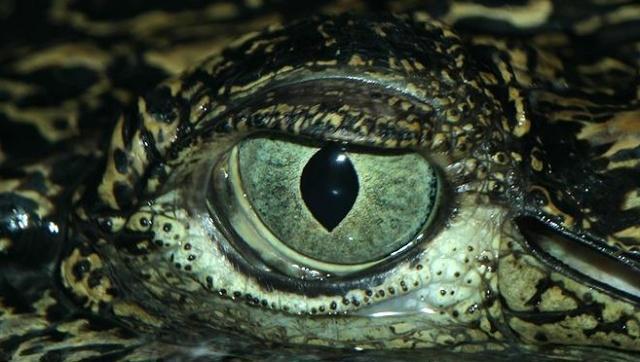 有什么软件测试眼睛的