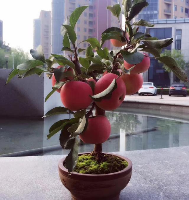 红肉苹果,奇异果,人参果……全都可以在自家阳台种了