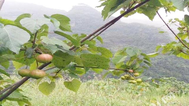 什么树根可以做家具