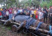 Field of dweller of Philippine small town captures prehistoric gigantic alligator, the station makes