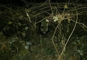 Sichuan happy hill discovers two feral giant panda are gnawed feed local villager goat