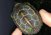金线草龟是最有灵性的吗
