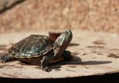 龙头龟身是什么吉祥物是否适摆设在家中?