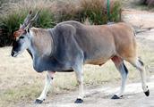 One of the biggest antelope on the world, body length can amount to 345 centimeters