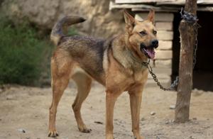 So good-looking wolfhound is afraid a lot of people had not seen!