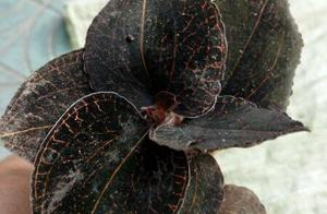 The Jin Xianlian that come back is collected on hill press on market two sell, it why so costly