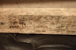 发霉的家具怎么处理 家具发霉处理技巧家具发霉如何处理