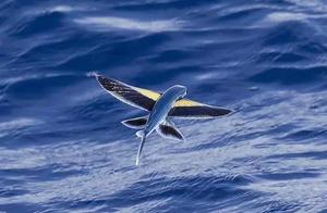 " the tip of the tongue " the flying fish of exp