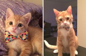 After be brought up when the kitten of bud bud...