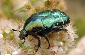 An article tells you the orchard basically feels the way of the prevention and cure of bug chafer! (