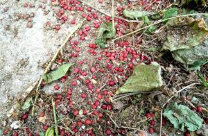 The country is treasure everywhere, look small made up this to encounter what again rare thing?