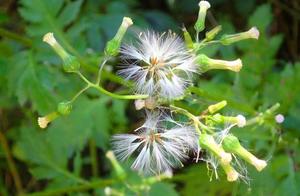 10 big ab extra and flush species of our country, 