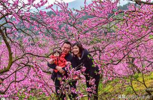 In relief county of Guangxi Guilin fill: Peach blossom of village of banker of sprinkler country off