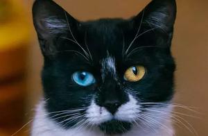 Beautiful cat of year different pupil is admired g