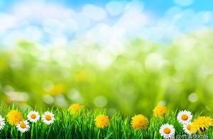 Wild flower is beautiful also -- dandelion