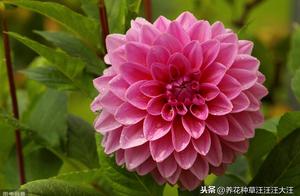 Dahlia bulb decay and grow soil and methodological concern are big, had done this when, blossom to a
