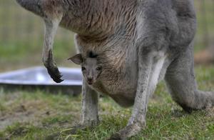 The pouch that visits kangaroo mother is long what