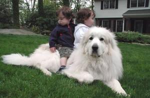 Hear somebody raises polar bear in the home? 