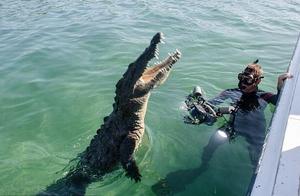 The Jing manpower of nature is measured, brave cameraman and dangerous crocodile sweep past the pers