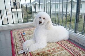 "Giant honoured guest dog " the 4 big reasons th