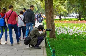 Zhongshan park tulip blooms, old a title of respect for a Buddhist or Taoist priest weighs outfit go