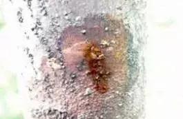 It effect of what method prevention and cure fruiter decay disease uses is good that effect of what