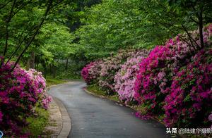 Good place of 51 go on a journey, too the azalea of Zhu Cuihu of head of lake soft-shelled turtle op