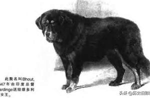Mastiff of Tibet of clear minor details is infrequent old photograph: Graph 3 Tibet mastiff is very