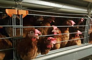 "51 " draw near! Terminal demand promotes! Egg p