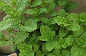 These 8 kinds of mint, smell is sweet can bubble w