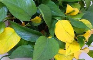 Yellow leaf of green trailing plants cannot stay, 