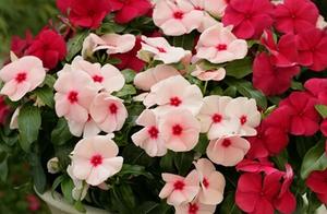 These 4 kinds of flowers " raise casually " , bl