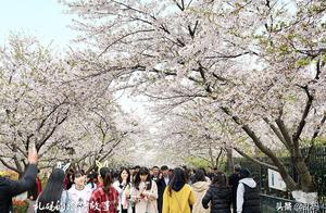 Oriental cherry of Qingdao Zhongshan park blooms bring numerous citizen to view and admire beautiful